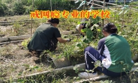 戒網癮專業的學校對孩子沉迷網絡色情的建議